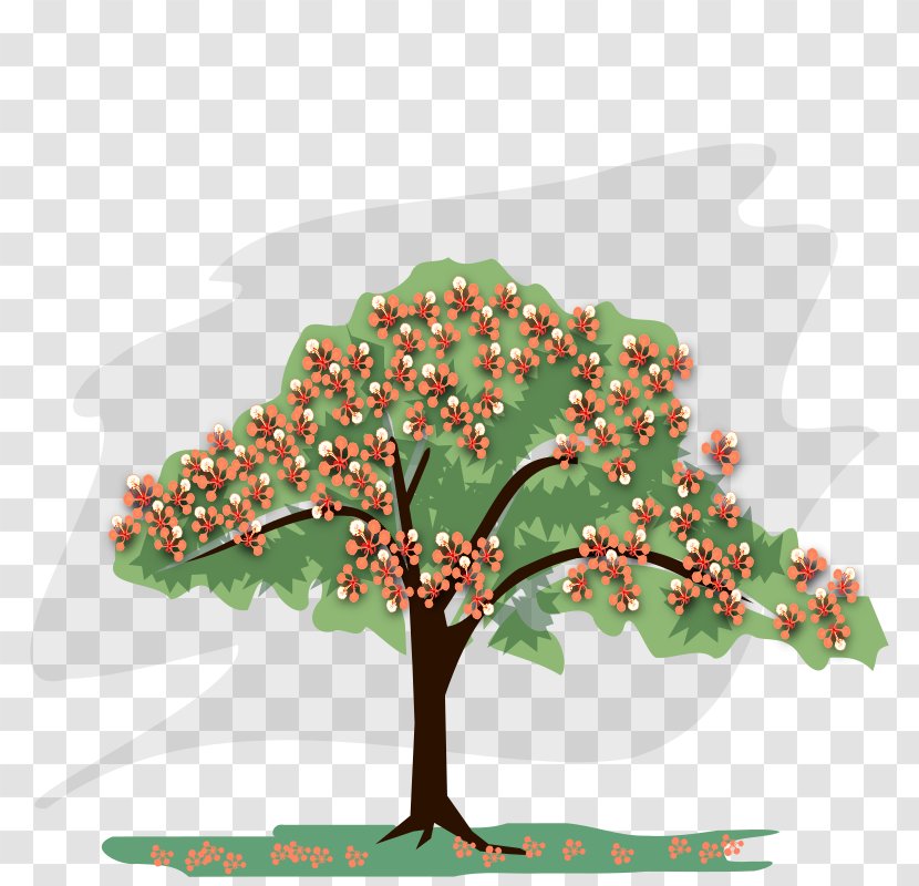 Royal Poinciana Draw Trees Drawing Clip Art Transparent PNG