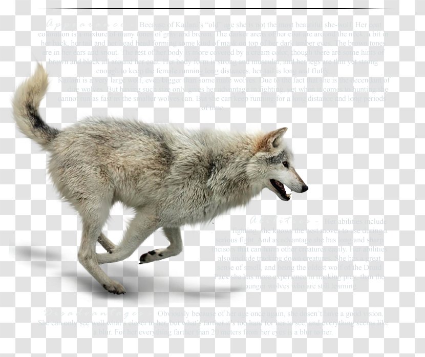 Wolfdog Coyote Gray Wolf Fur Wildlife - Mammal Transparent PNG