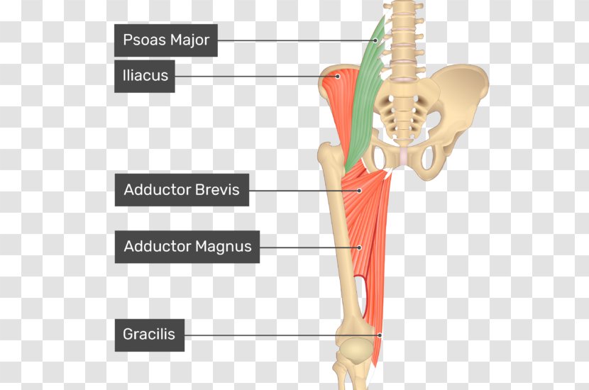 Adductor Longus Muscle Magnus Muscles Of The Hip Brevis Anatomy - Silhouette Transparent PNG