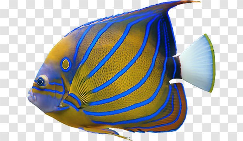 JPEG Saltwater Fish Image Desktop Wallpaper - Holacanthus - Aquarium Transparent PNG