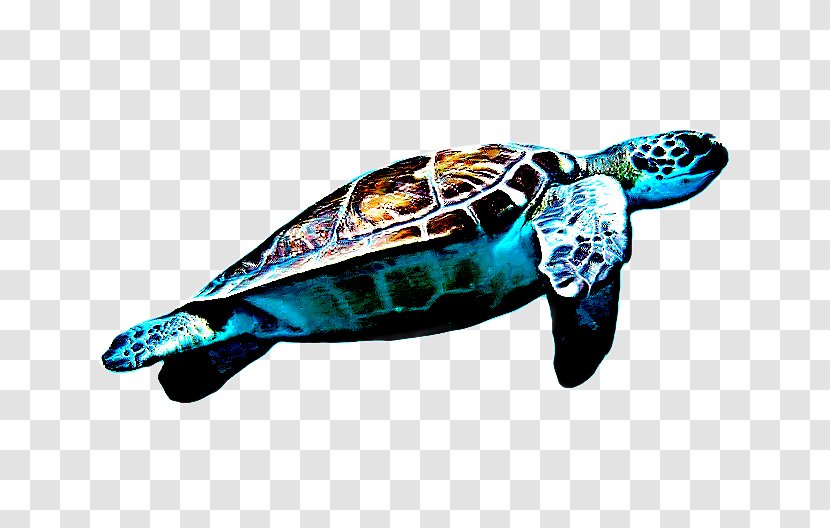 Sea Turtle Background - Painted Terrapin Transparent PNG
