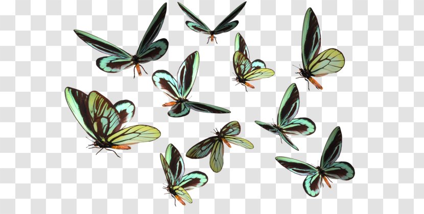 DeviantArt - Pollinator - Butterfly Transparent PNG