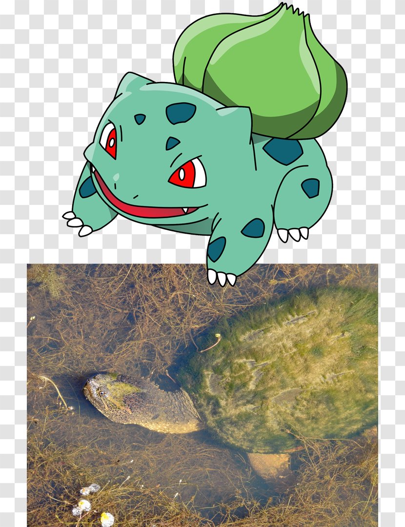 Frog Turtle Pokémon Red And Blue GO Bulbasaur - Plant Transparent PNG