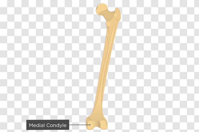 Medial Epicondyle Of The Femur Adductor Tubercle Humerus - Lateral Condyle Tibia Transparent PNG