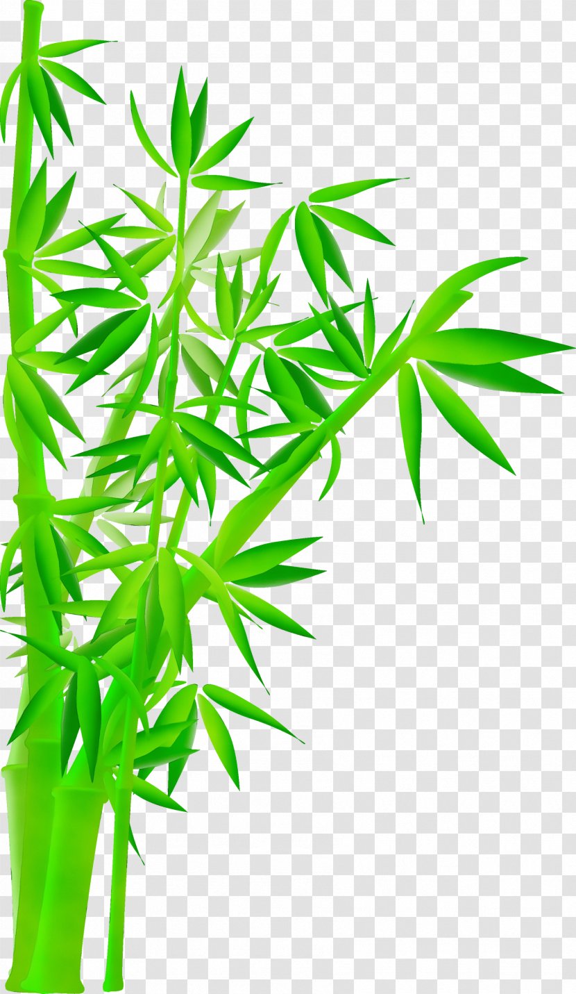 Leaf Plant Stem Flower Grass - Bamboo Herbal Transparent PNG