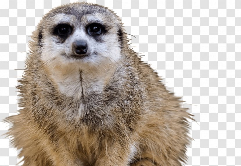 Meerkat National Zoological Park Zoo & Aquarium Squirrel Animal Transparent PNG