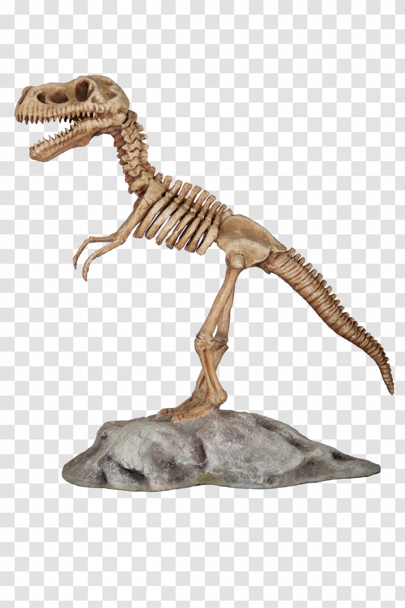 Tyrannosaurus Velociraptor Dinosaur Skeleton Animal - Figure - T Rex Transparent PNG