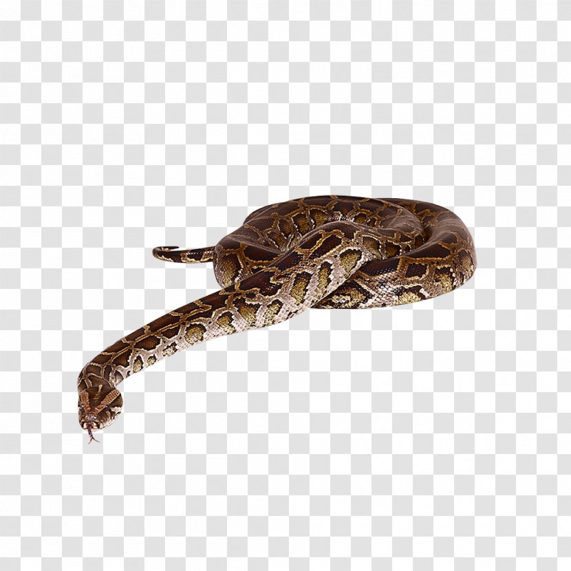 Snake Reptile Animal - Scaled Reptiles Transparent PNG