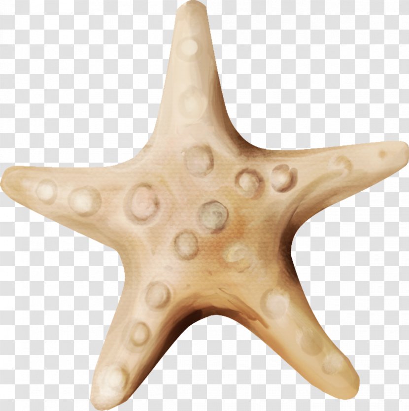 Starfish Echinoderm Wood /m/083vt Transparent PNG