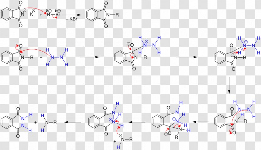 Gabriel Synthesis Organic Chemistry Name Reaction Text - Body Jewellery - Hydrazide Transparent PNG