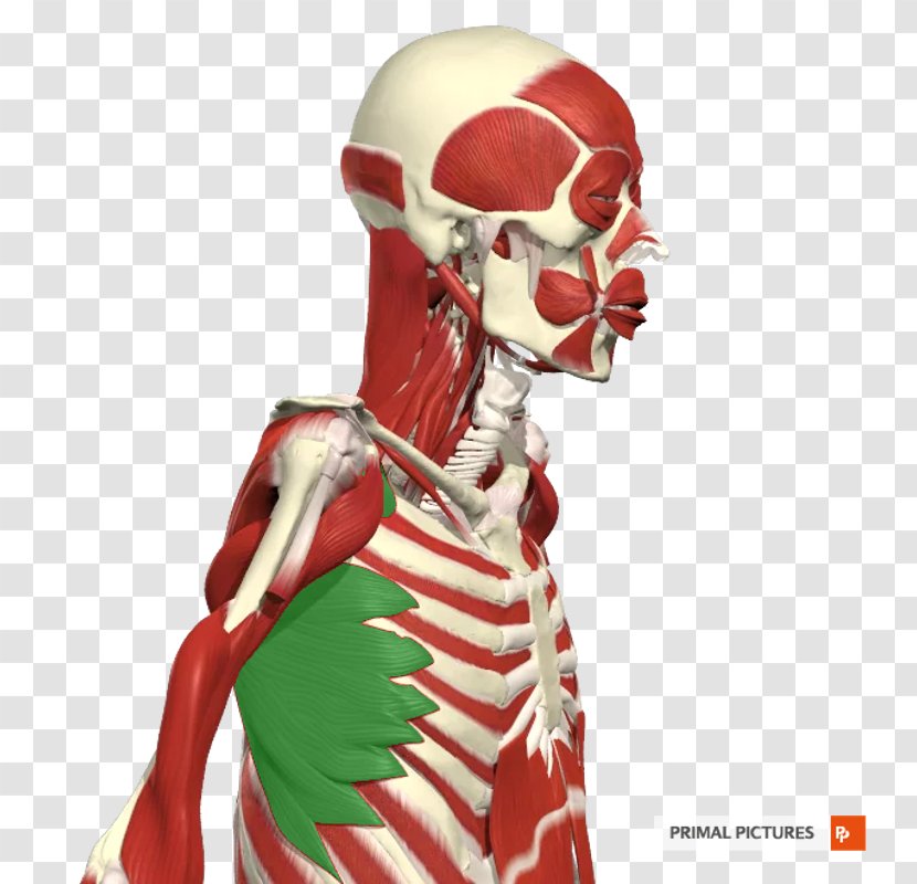 Intercostal Muscle Rib Skeleton Abdomen Vertebral Column - Abdominal Transparent PNG