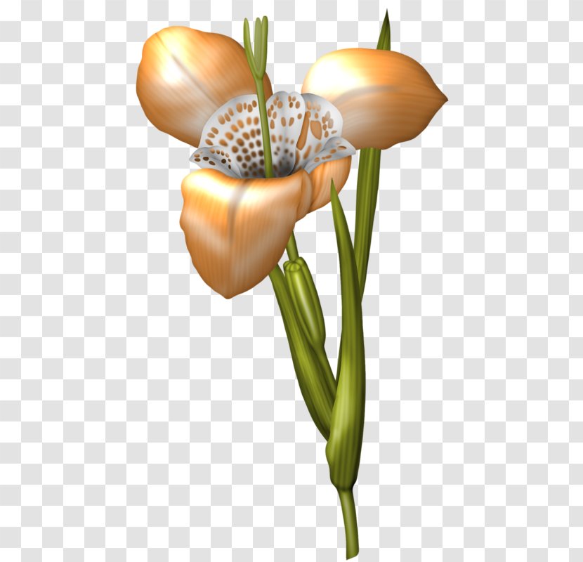 Floral Design Flower Wall Iris - Cut Flowers Transparent PNG