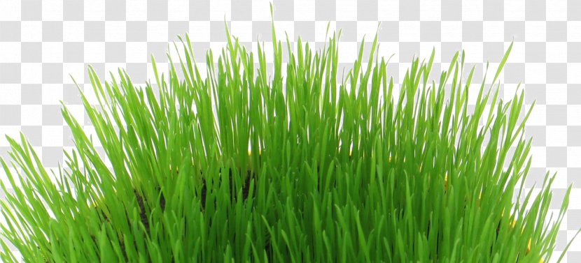 Green Grass Background - Plant - Lawn Herb Transparent PNG