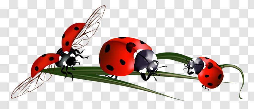 Clip Art - Painting - Hand-painted Beetle Transparent PNG