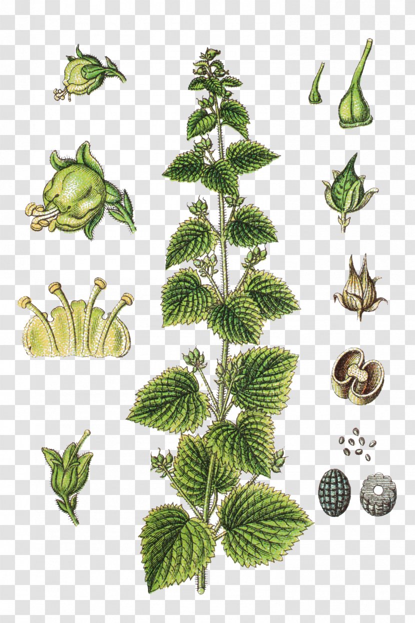 Green Figwort Scrophularia Vernalis Carex Acuta Rhinanthus Angustifolius - Branch - Scrophulariaceae Herbs Illustration Transparent PNG