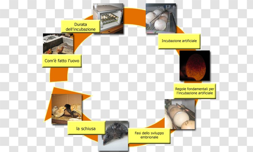 Intesa Sanpaolo Biological Life Cycle Bank Working Class Transparent PNG