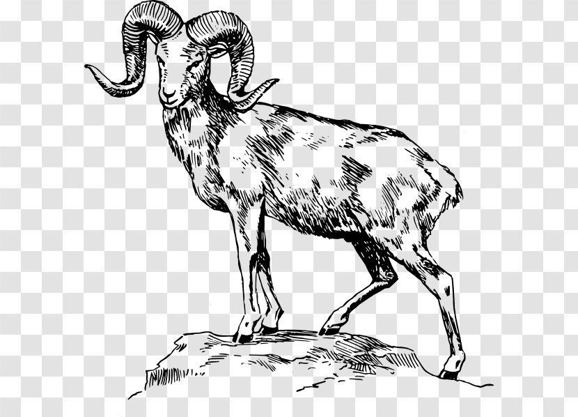 Bighorn Sheep Drawing Clip Art - Goat - White Ram Cliparts Transparent PNG