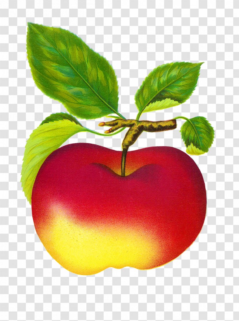 Fruit Apple Clip Art - Food Transparent PNG