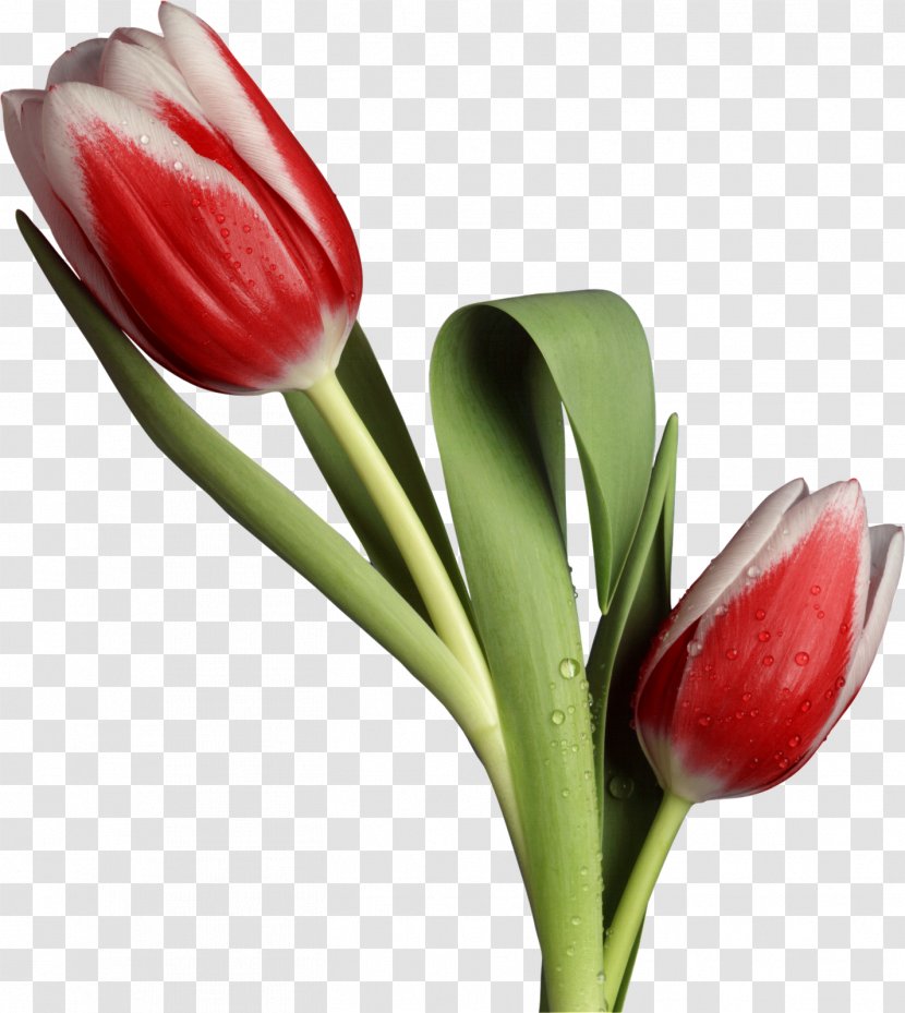 Flower Tulip Desktop Wallpaper Husband - Cut Flowers - FLORES Transparent PNG