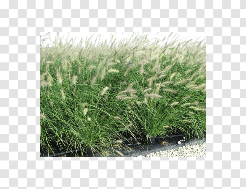 Sweet Grass Vetiver Chrysopogon Grasses - Pennisetum Transparent PNG
