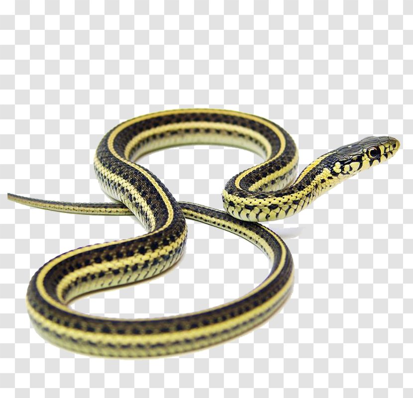 Narcisse Snake Pits Garter Kingsnakes Applesnake Transparent PNG