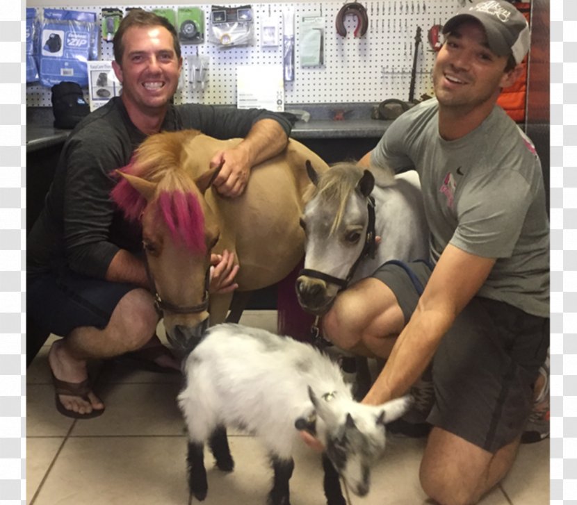 Pygmy Goat Pet American Miniature Horse Equus Equestrian - Society For The Prevention Of Cruelty To Transparent PNG