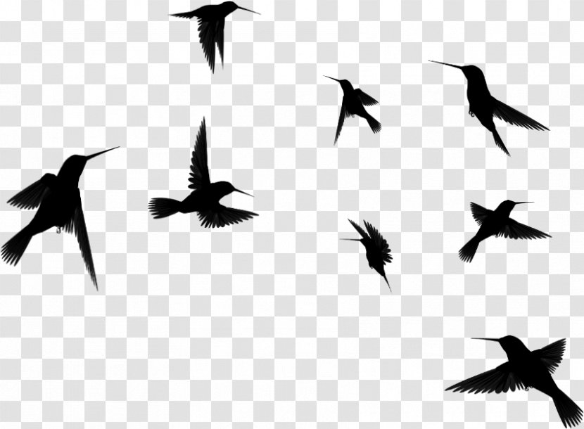 Bird Flock Migration Animal Silhouette - Flight - Perching Transparent PNG