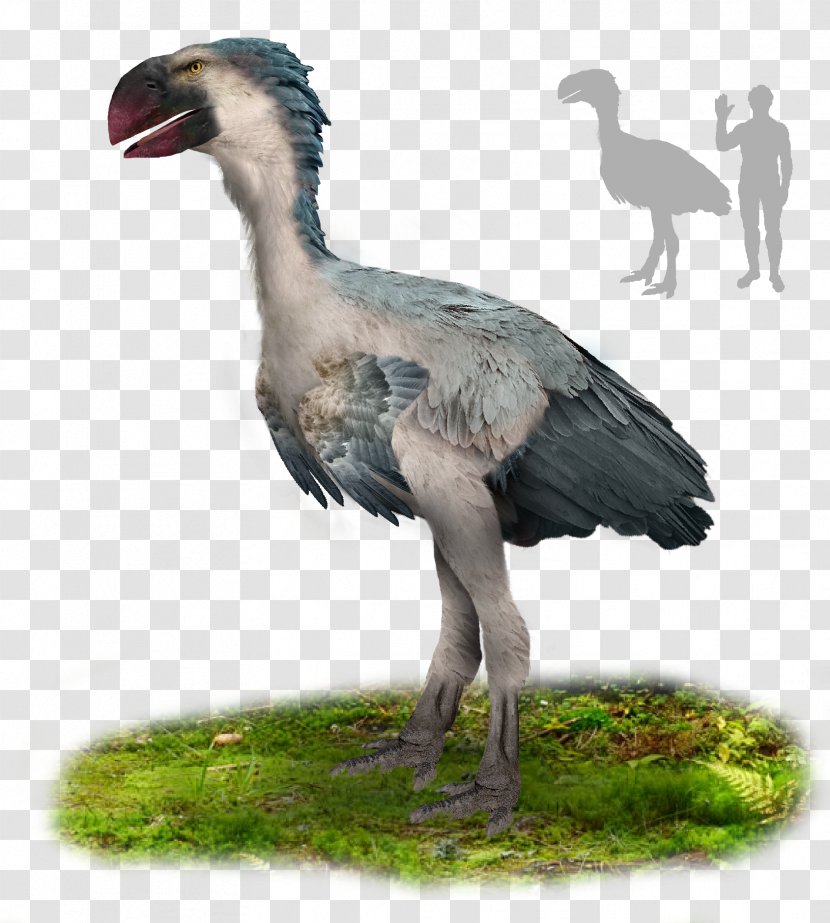 Paleocene Gastornis Bird Oligocene - Paleogene - Fille Transparent PNG
