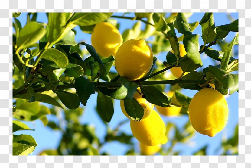 Lemon Food YouTube Fruit Tree - Garden - Pomegranate Transparent PNG
