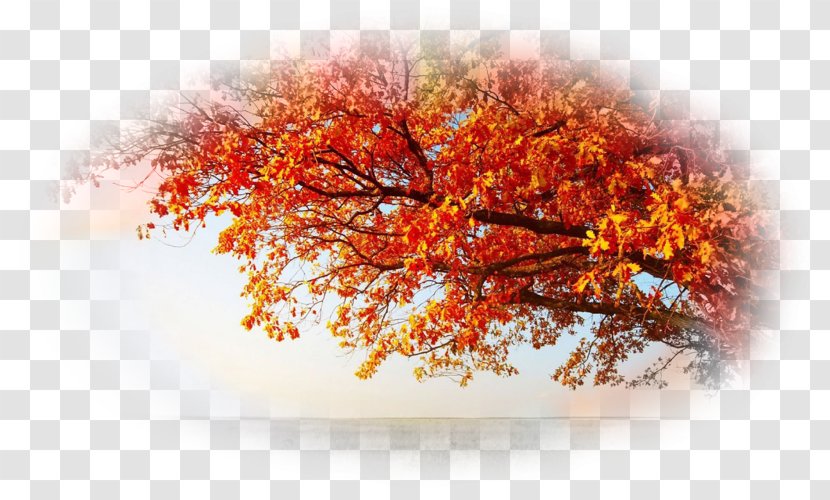 Autumn Leaf Color Tree Swamp Spanish Oak Desktop Wallpaper Transparent PNG