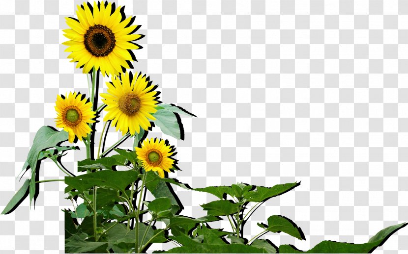 Common Sunflower Seed Computer File - Flower Transparent PNG