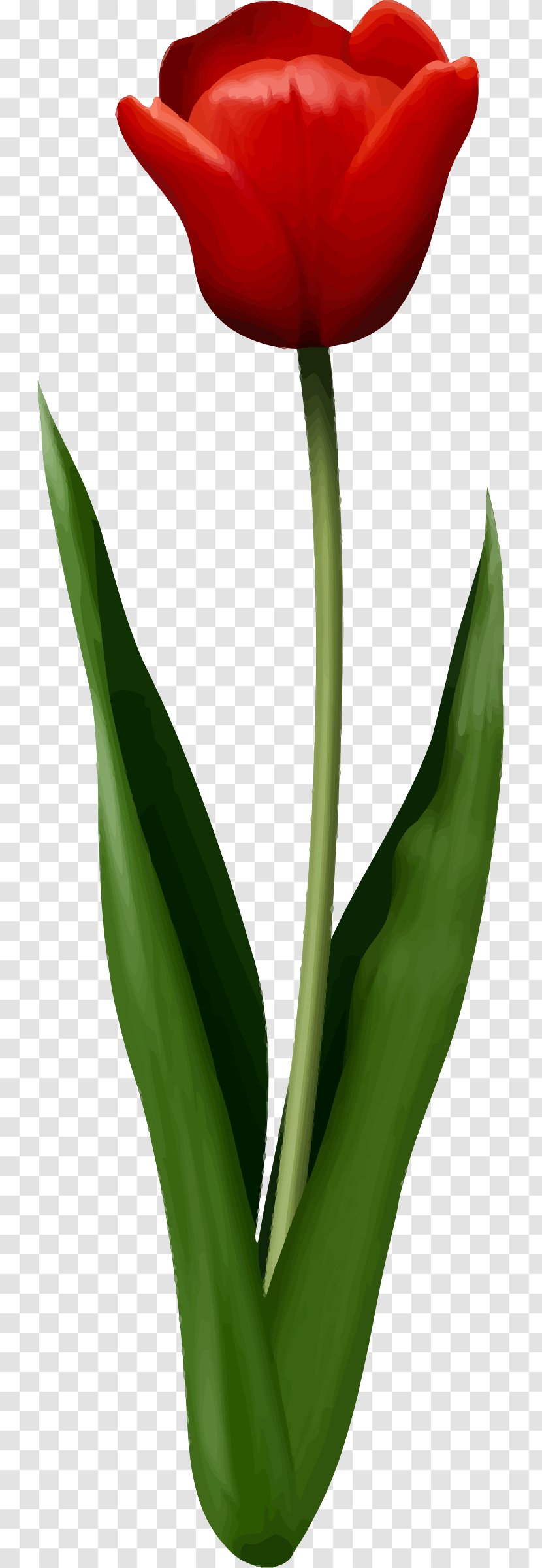 Leaf Flower - Plant - Tulip Transparent PNG