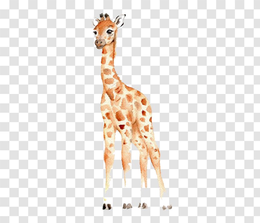 West African Giraffe Watercolor Painting Drawing Nursery - Baby Transparent PNG