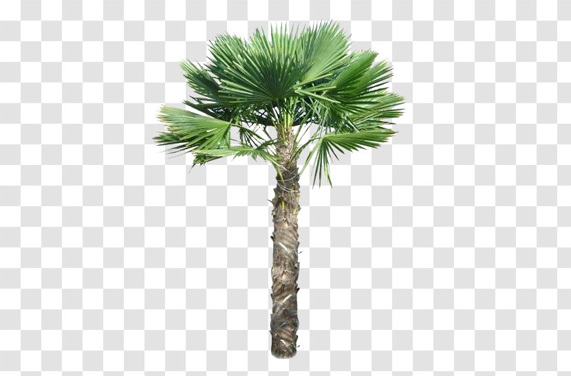Trachycarpus Fortunei Arecaceae Tree Pygmy Date Palm - Flowerpot - Top Transparent PNG