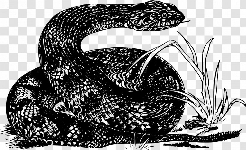 Rattlesnake Kingsnakes Boa Constrictor Vipers - Eastern Brown Snake Transparent PNG