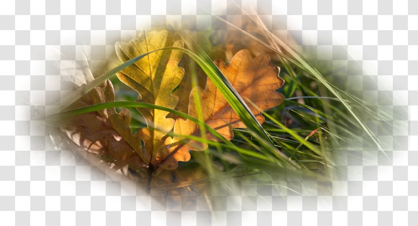 Desktop Wallpaper Autumn Metaphor Leaf Green - Oak Transparent PNG