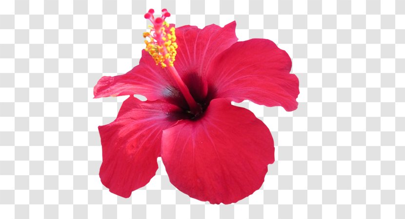 Hibiscus Tea Edible Flower Transparent PNG