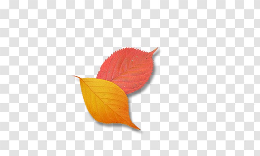 Leaf Petal Google Images Transparent PNG