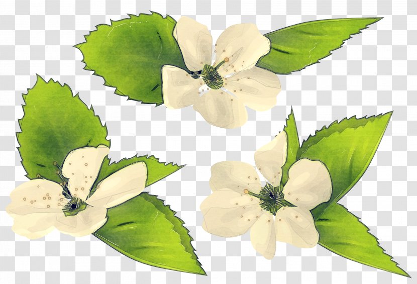 Artificial Flower - Plant - Impatiens Magnolia Transparent PNG