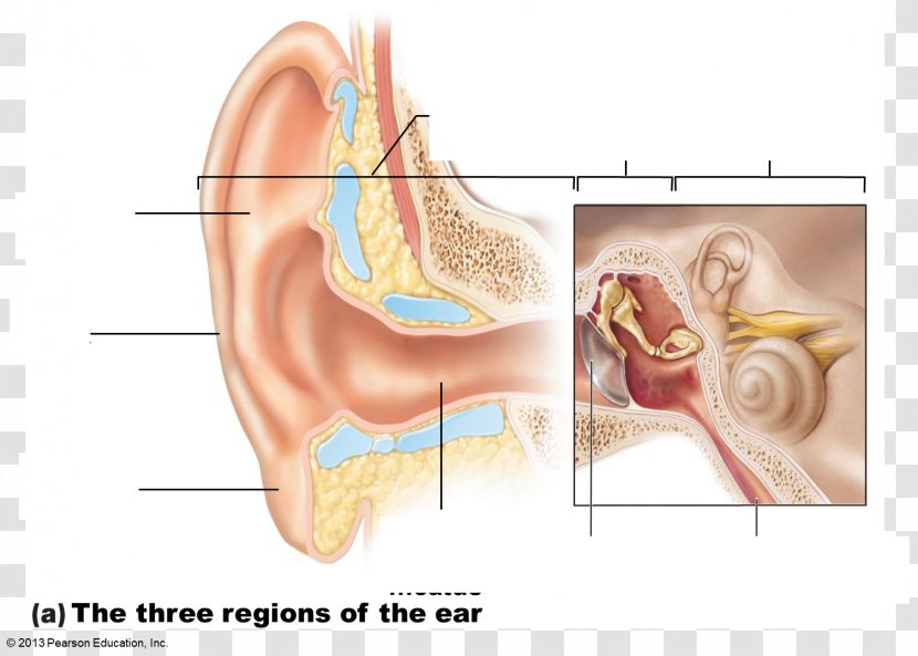 Middle Ear Anatomy Special Senses Eardrum - Silhouette - Organs Transparent PNG