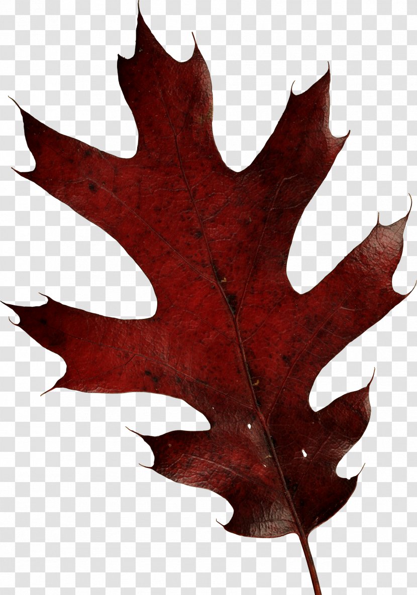 Leaf Brown Autumn - Red Maple Transparent PNG