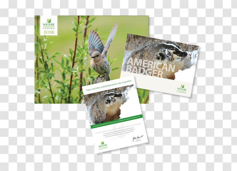 Animal Owl Bald Eagle Bird Gray Wolf - Swift Fox Transparent PNG