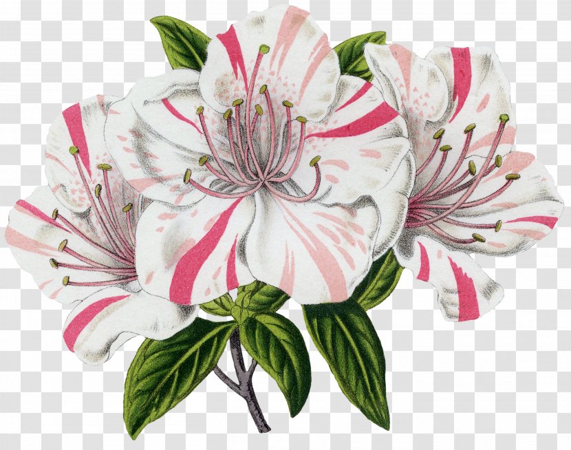 Plants Cut Flowers Flowering Plant Antique Design - Floral - Azalea Button Transparent PNG