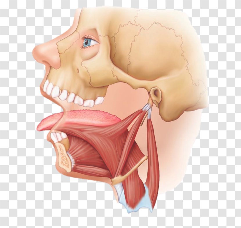 Styloglossus Hyoglossus Genioglossus Muscle Tongue - Watercolor Transparent PNG