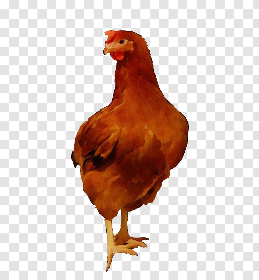 Bird Chicken Rooster Beak Fowl - Comb Meat Transparent PNG