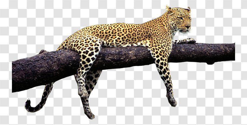 Leopard Jaguar Tiger Cheetah Wildlife Transparent PNG