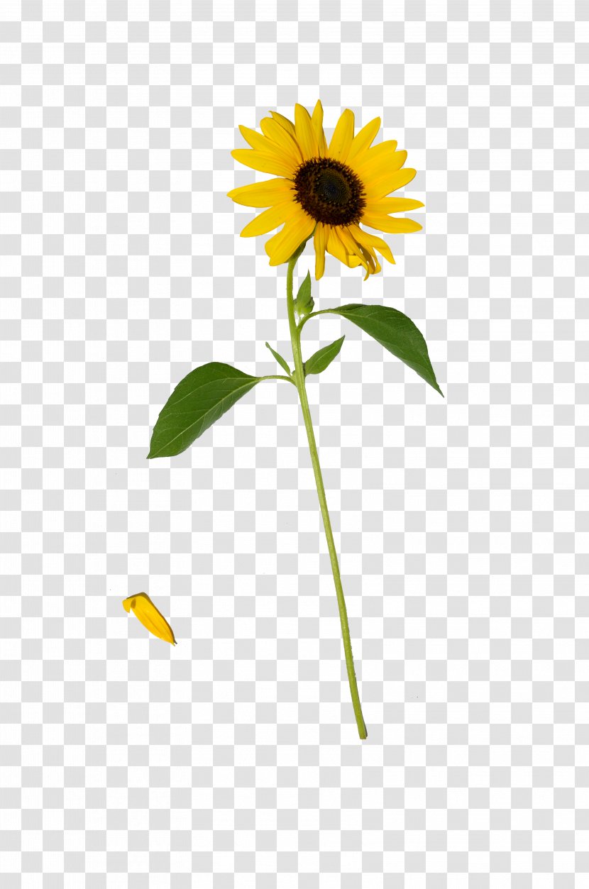 Common Sunflower Daisy Family Clip Art - Sunflowers Transparent PNG