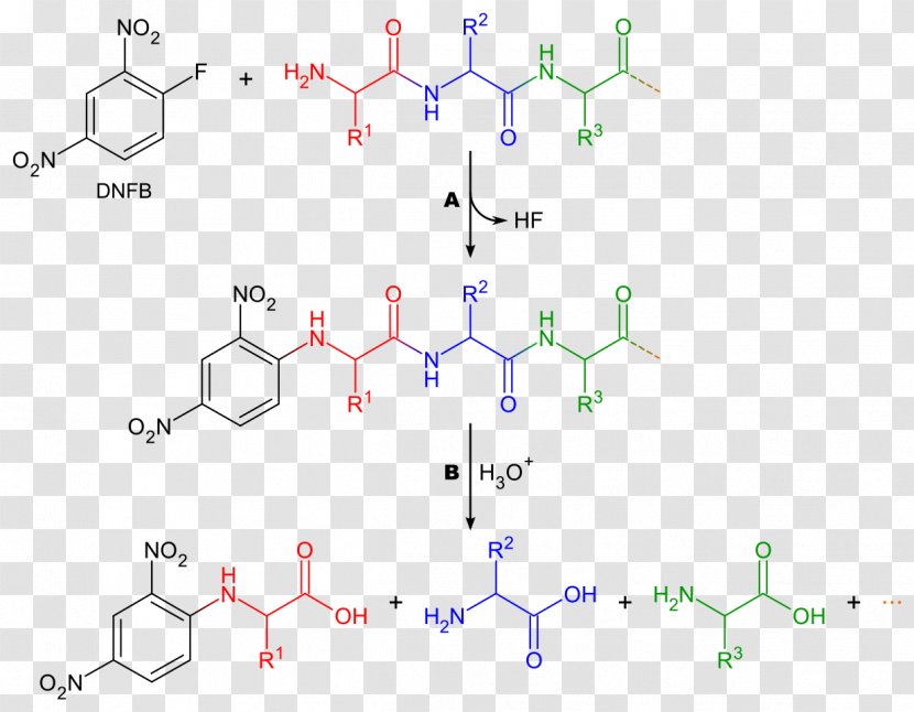 1-Fluoro-2,4-dinitrobenzene Protein Sequencing Reagent Dansyl Chloride Peptide - Plot Transparent PNG