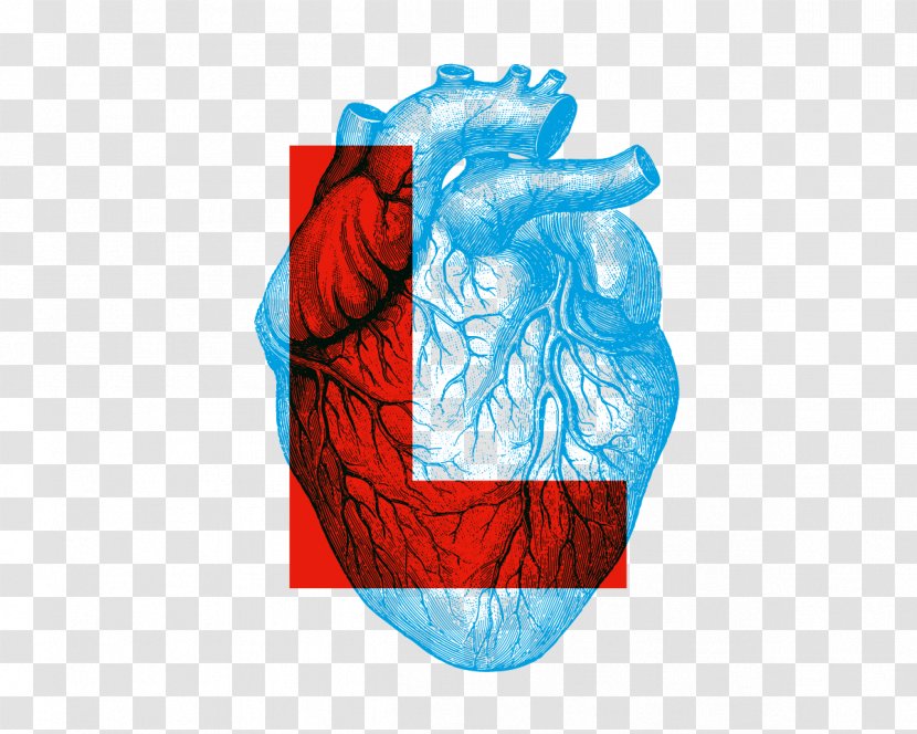 Human Anatomy & Physiology Heart - Watercolor Transparent PNG