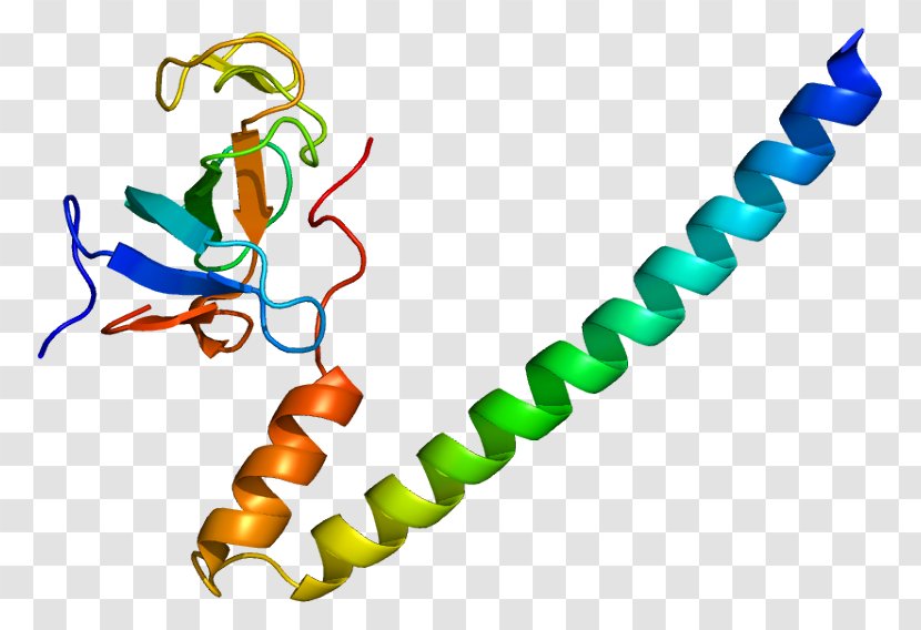 DCTN1 Dynactin Dynein DCTN3 Protein - Watercolor - Tree Transparent PNG